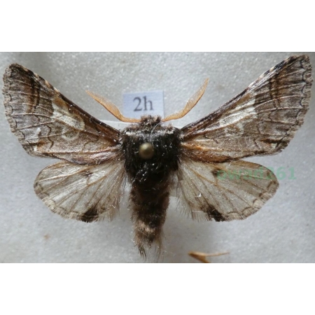 Diloba caeruleocephala (Linnaeus, 1758) male Bielmica sinogłówka Czech2h